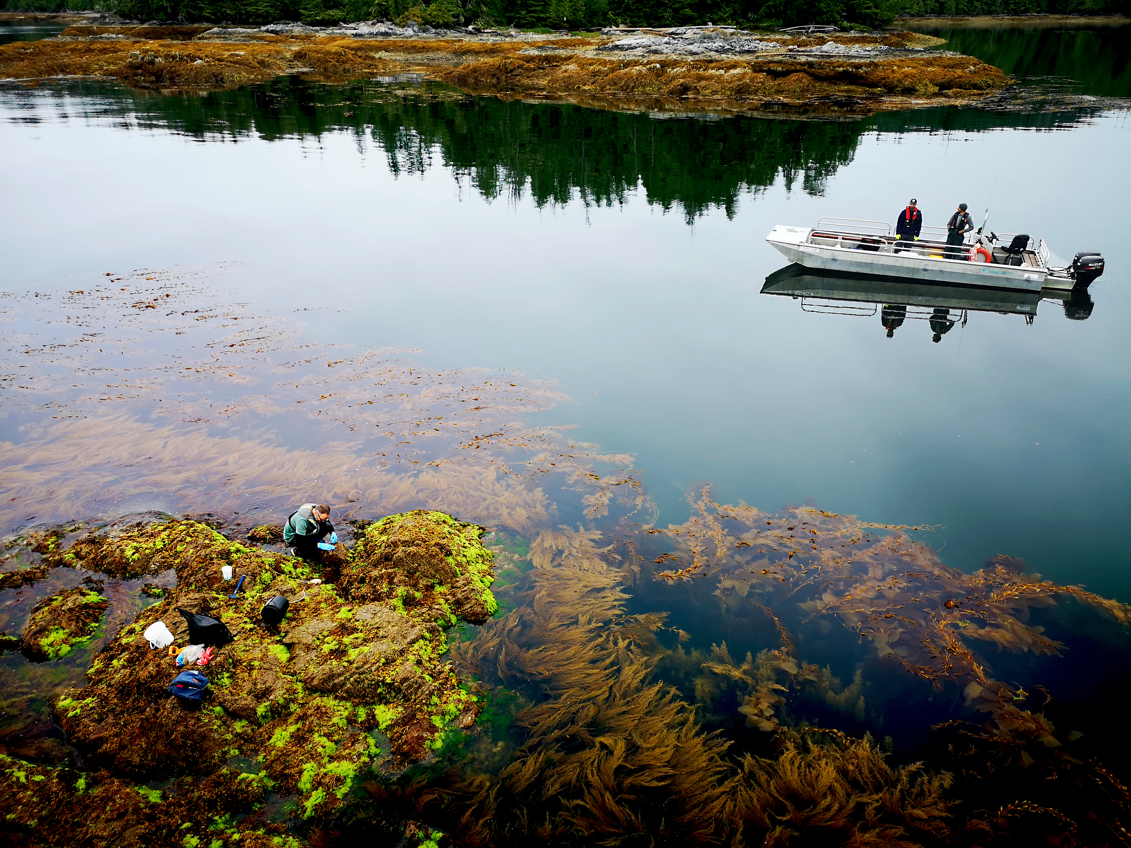 KelpBeds,VancouverIsland